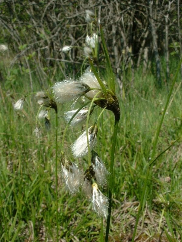 Broad-leaved cottongrass in full bloom, white plumes glowing in summer sun near a pond edge