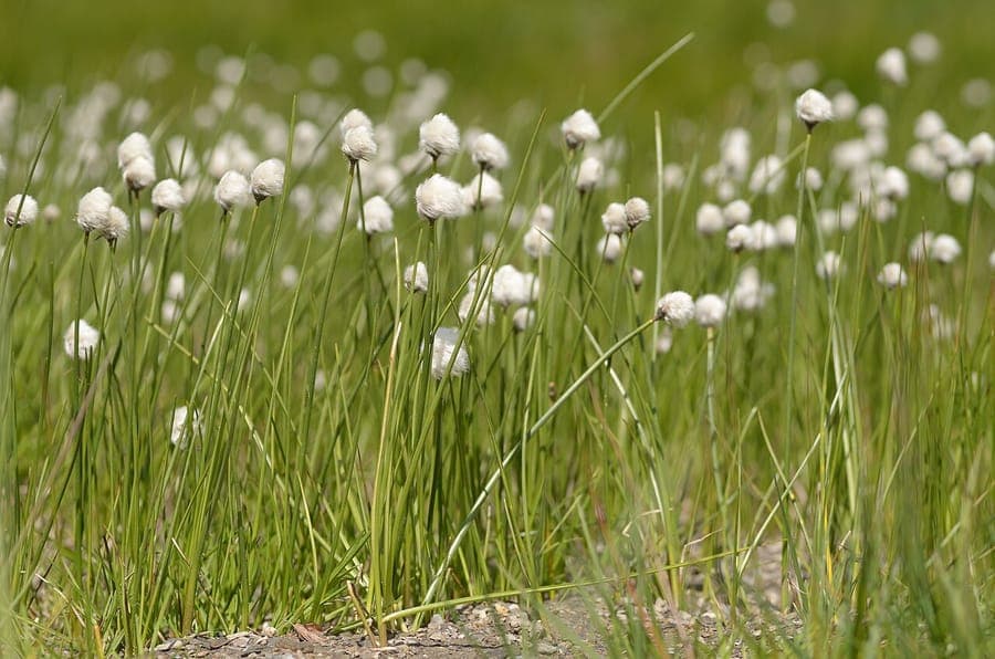 Scheuchzers Wollgras (Eriophorum scheuchzeri) mit weißen Büscheln in einem feuchten, schattigen Beet