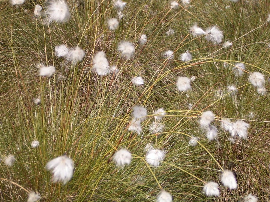 Eenarig wollegras met karakteristieke witte pluimen in een vochtig moeraslandschap