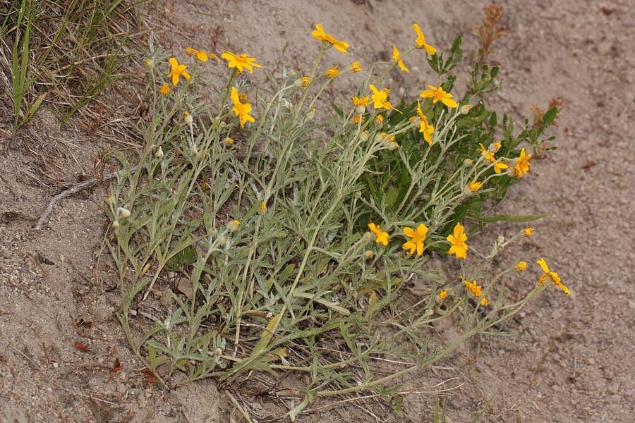 Bright yellow flowers of Eriophyllum lanatum with woolly foliage
