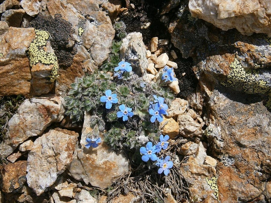 Eritrichium nanum winzige blaue Blüten auf alpinem Felsen