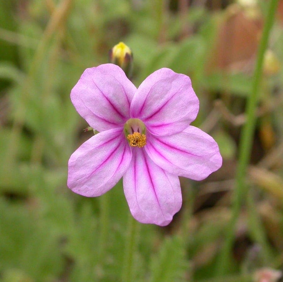 Erodium botrys with purple flowers and characteristic seedpods
