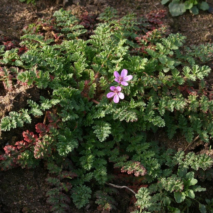 Roodstengel-ooievaarsbek met roze bloemen en rood blad