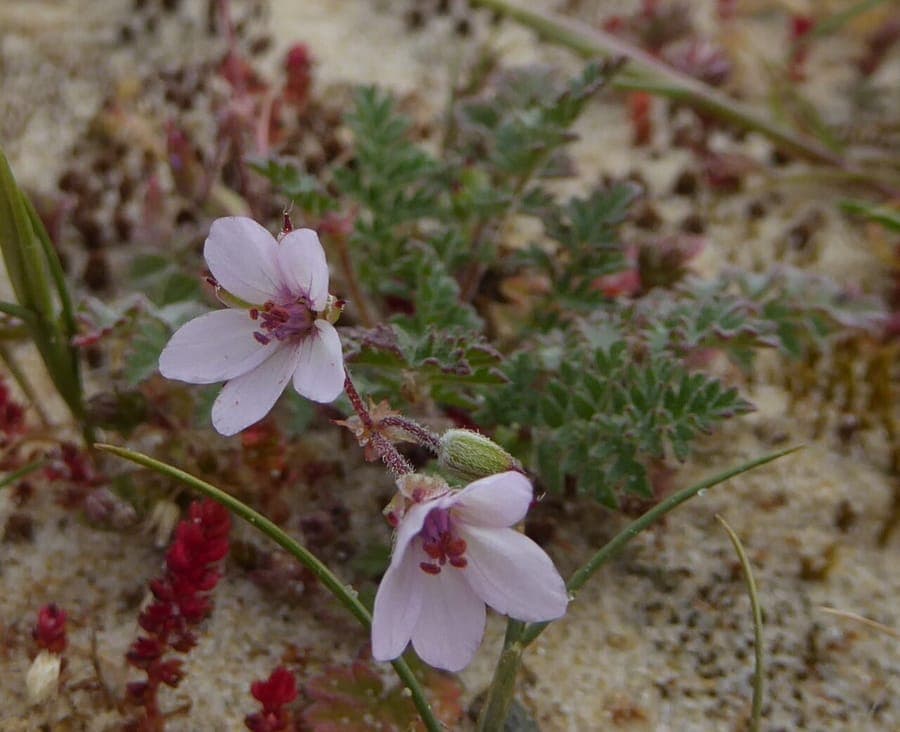 Erodium lebelii met paarse bloemen en karakteristieke reigersbek zaden