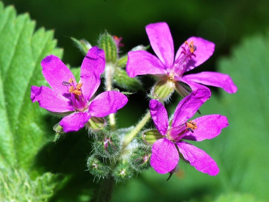 Erodium malacoides with delicate purple flowers and silvery foliage