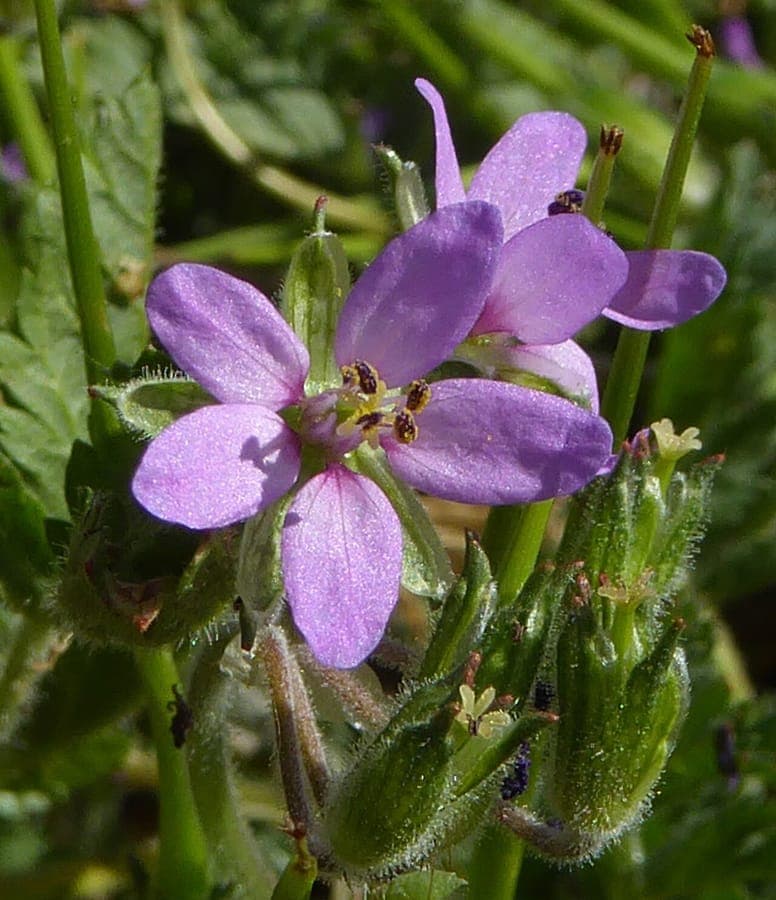 Musk stork's-bill blooming in full sun among gravel and rocks