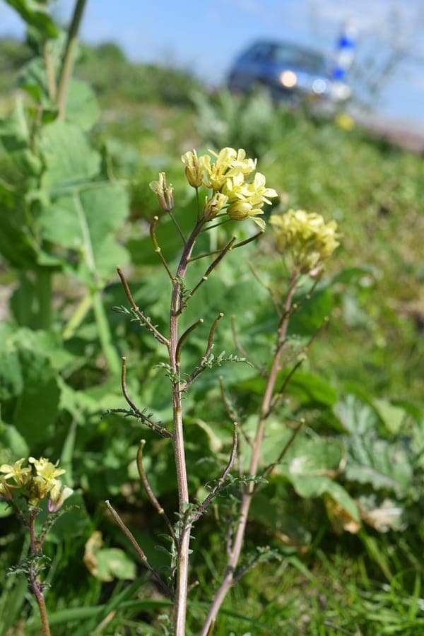 Schijnraket in volle bloei met gele bloemen op een zonnige grasvlakte