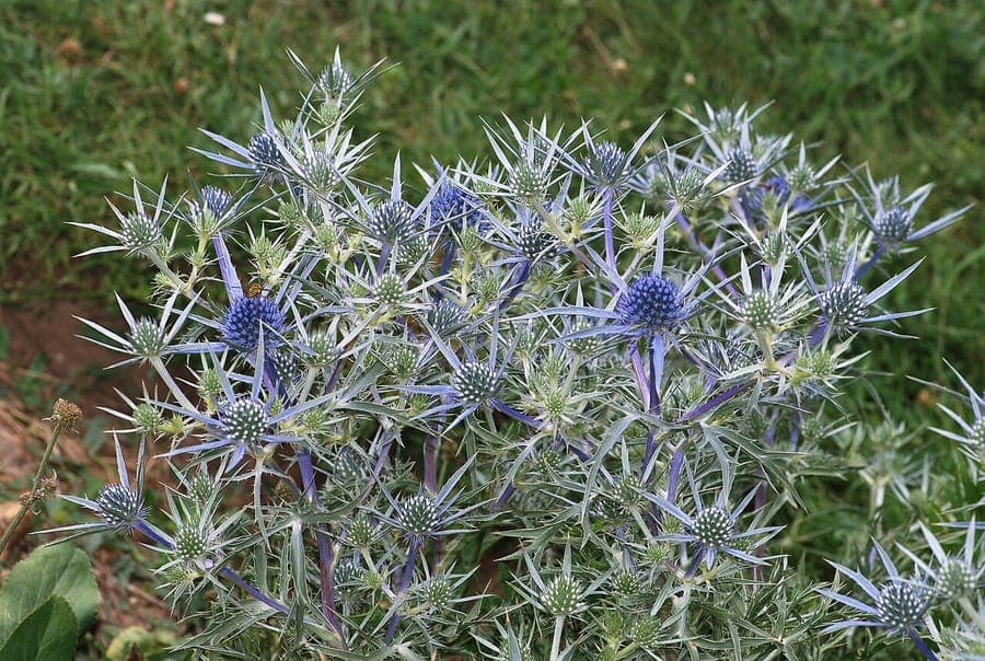 Paarse metallische bloemen van Eryngium amethystinum distel