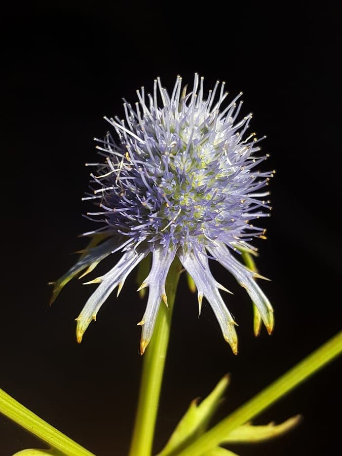 Eryngium aquaticum in bloom with steely blue-white flower heads along a wetland margin