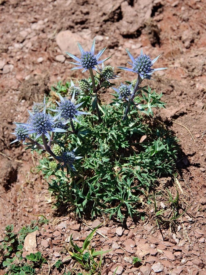 Eryngo des Pyrenees avec fleurs bleu lumineux