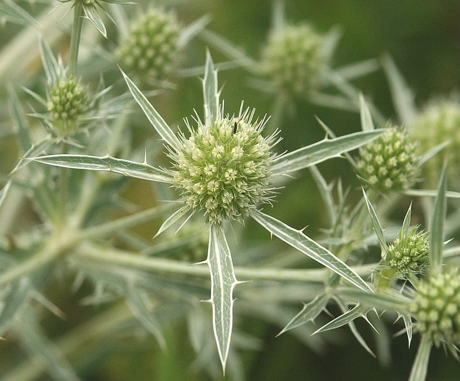 Panicaut champêtre en fleur avec fleurs argentées
