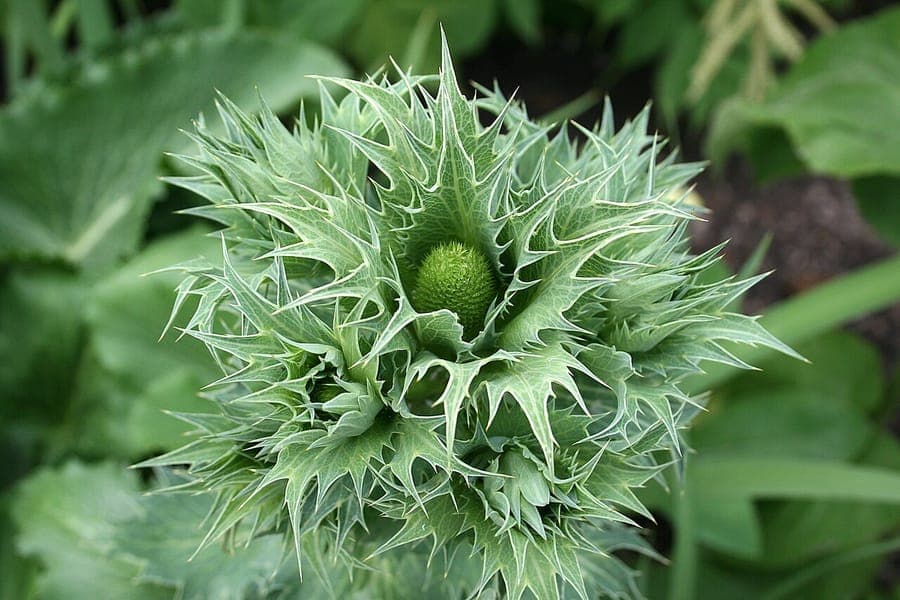 Eryngium giganteum présentant des inflorescences bleu argenté caractéristiques