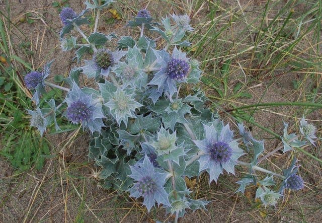 Sea eryngo with blue flowers in coastal landscape