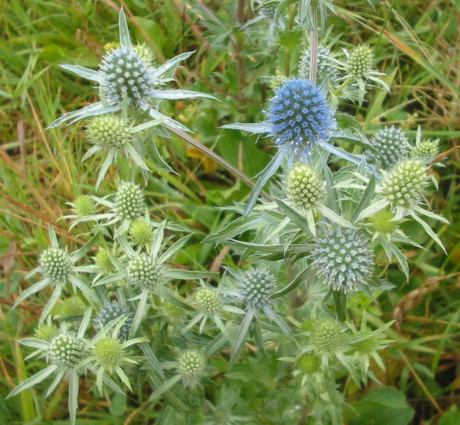 Flachblättrige Mannstreu in voller Blüte mit stahlblauen Köpfchen und silbrig-grauem Laub an einem sonnigen Sommertag