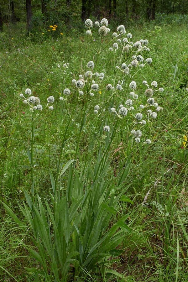 Eryngium yuccifolium rattlesnake master in bloom with round creamy white flower heads above yucca-like foliage
