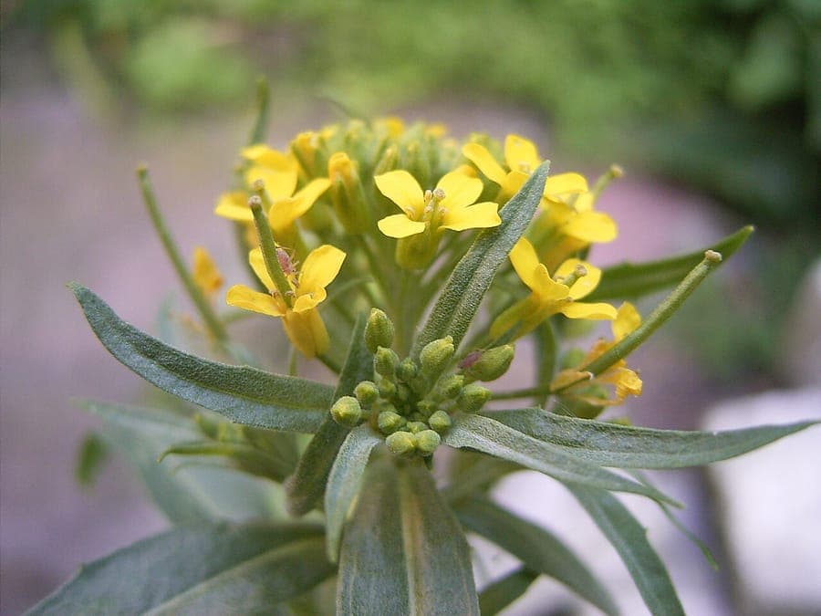 Acker-Schöterich in Blüte auf einem sonnigen Beet