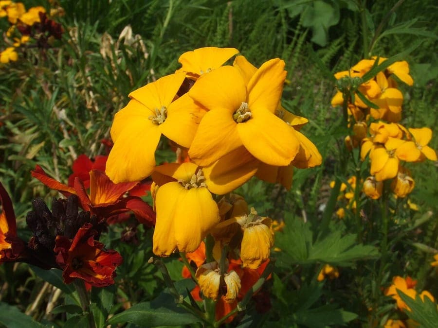 Gelbe und rote Blüten des Goldlack Erysimum cheiri