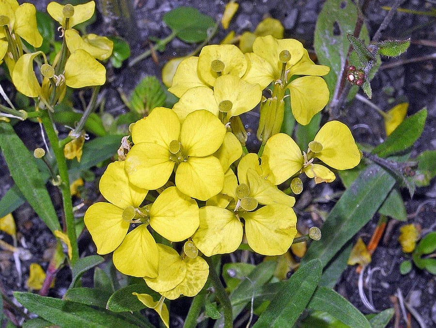 Zwerg-Schotendotter mit leuchtend gelben Blueten auf felsigem Alpenuntergrund im Sommer