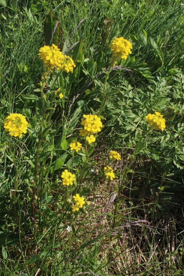 Smelly wallflower with fragrant yellow blooms