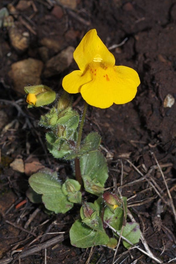 Gele maskerbloem bloem