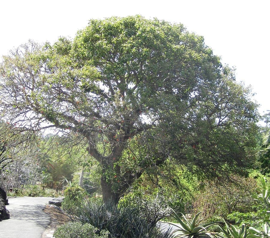 Erythrina abyssinica (Abyssinian coral tree) with red flowers