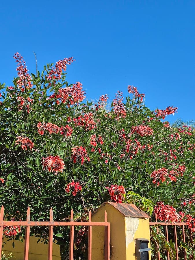 Erythrina crista-galli rode kroonvormige bloemen
