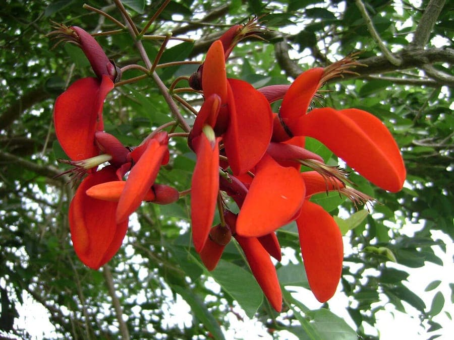 Scharlachrote Blüten des Korallenbaums Erythrina fusca