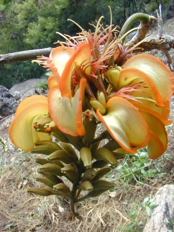 Erythrina sandwicensis wiliwili rode bloemen boom