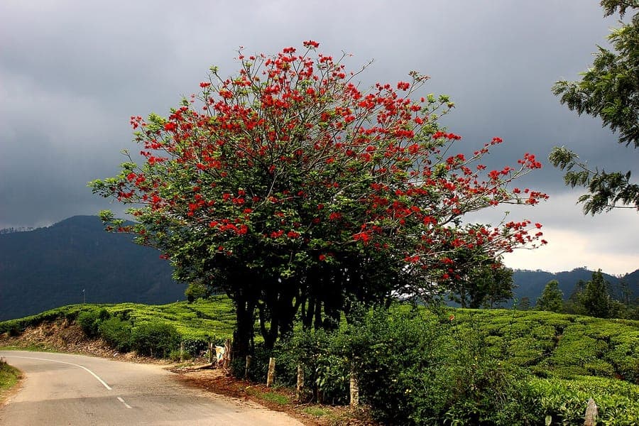 Red-orange flowers of the Indian coral tree