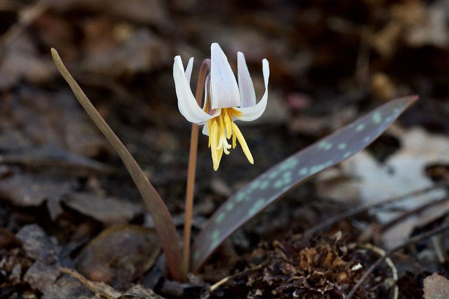 White flowers of the white trout-lily Erythronium albidum