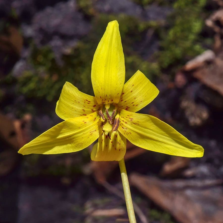 Erythronium americanum yellow flowers with mottled foliage