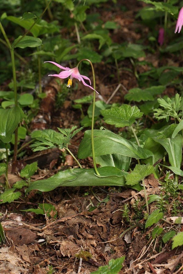 Feine mahagoni-rosa, zurückgerollte Blüten des Rosa Hundszahns