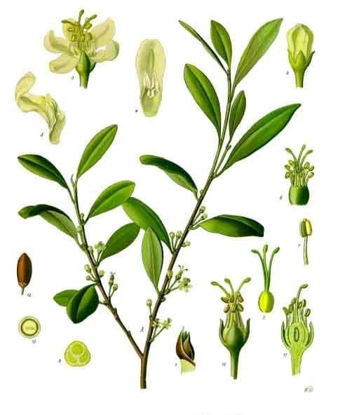 Coca plant met groene bladeren en takken in natuurlijke omgeving