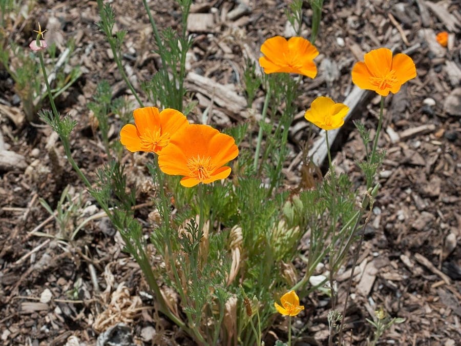 Orange und gelbe Blüten des Kalifornischen Mohns in einem trockenen, sonnigen Beet mit sandigem Boden.