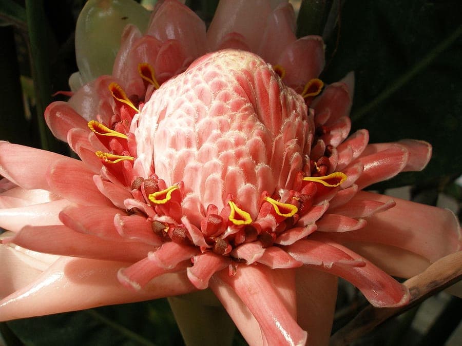 Etlingera elatior Torch Ginger bloem in rood