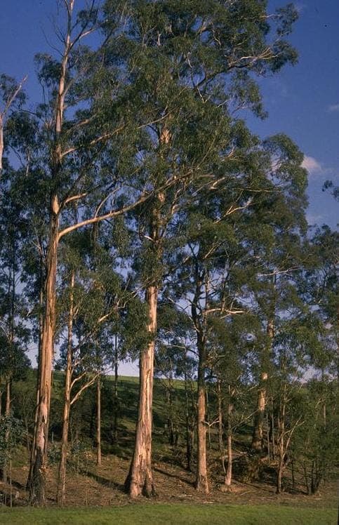 Blaugummibaum mit blaugrünen Jungblättern und glatter, abblätternder Rinde unter blauem Himmel