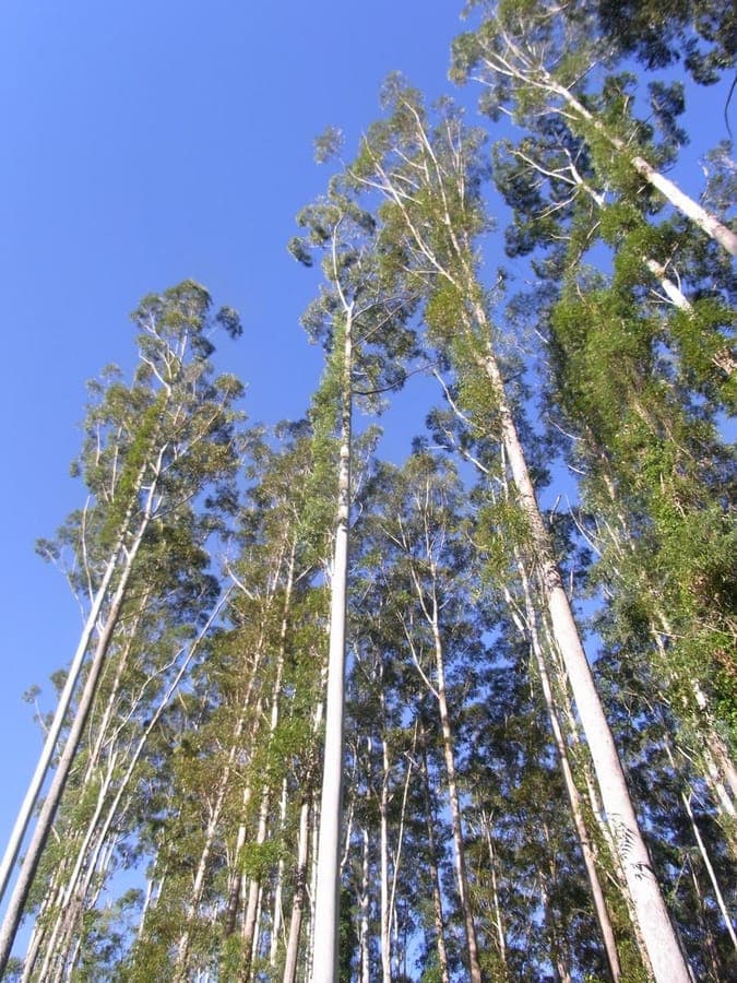 Eucalyptus grandis avec son ecorce lisse caracteristique en milieu forestier