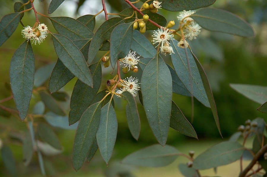 Eucalyptus gunnii cider gum distinctive blue-silver juvenile leaves