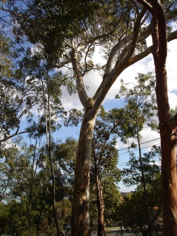 Eucalyptus leucoxylon met rode en roze bloemen tegen blauwig groen loof