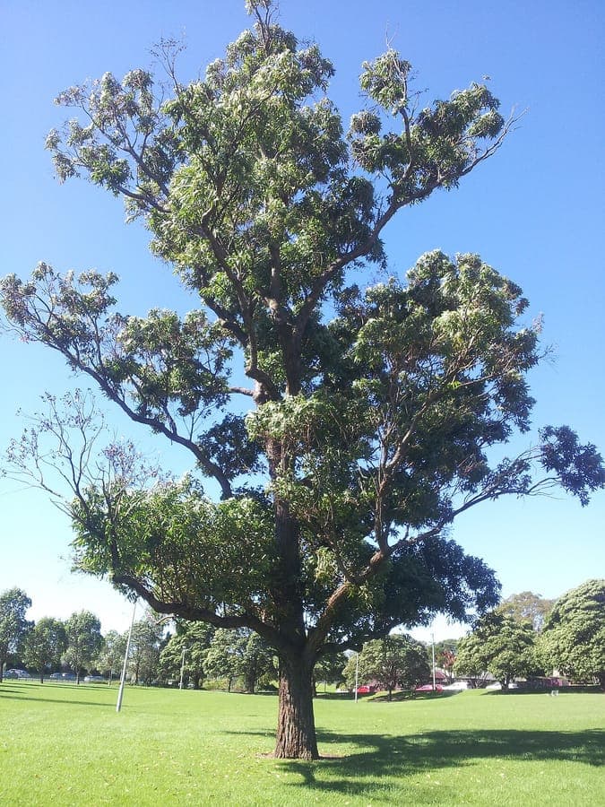 Eucalyptus robusta with lush green canopy and golden blooms