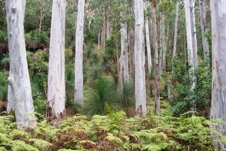 Eucalyptus saligna avec son ecorce bleu-grise caracteristique en milieu forestier