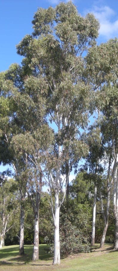 Eucalyptus tereticornis tree with characteristic bark
