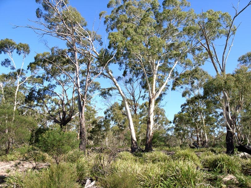 Eucalyptus viminalis met witte schors en langwerpige bladeren