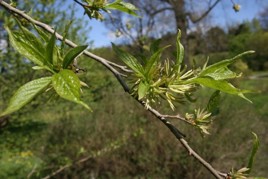 Eucommia ulmoides gutta-percha tree with green leaves