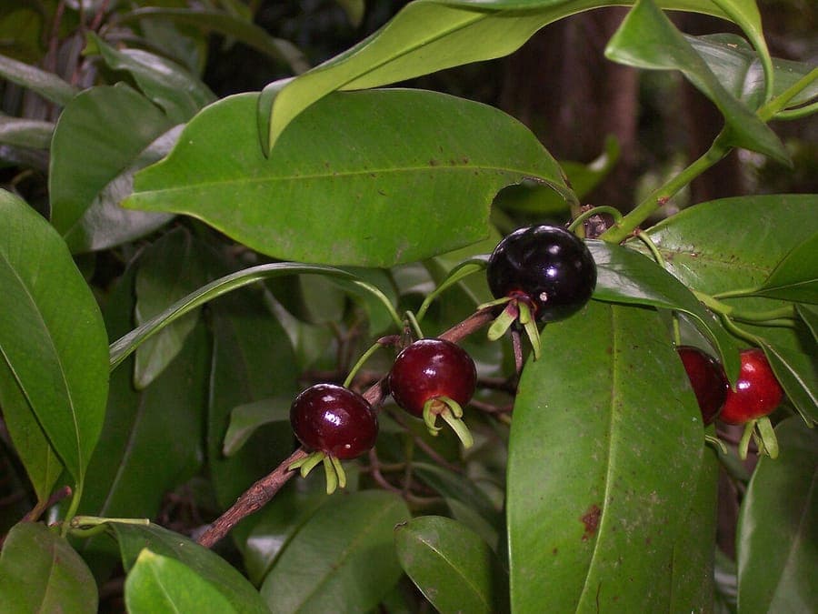 Eugenia brasiliensis grumichama fruits rouges fonces grappes