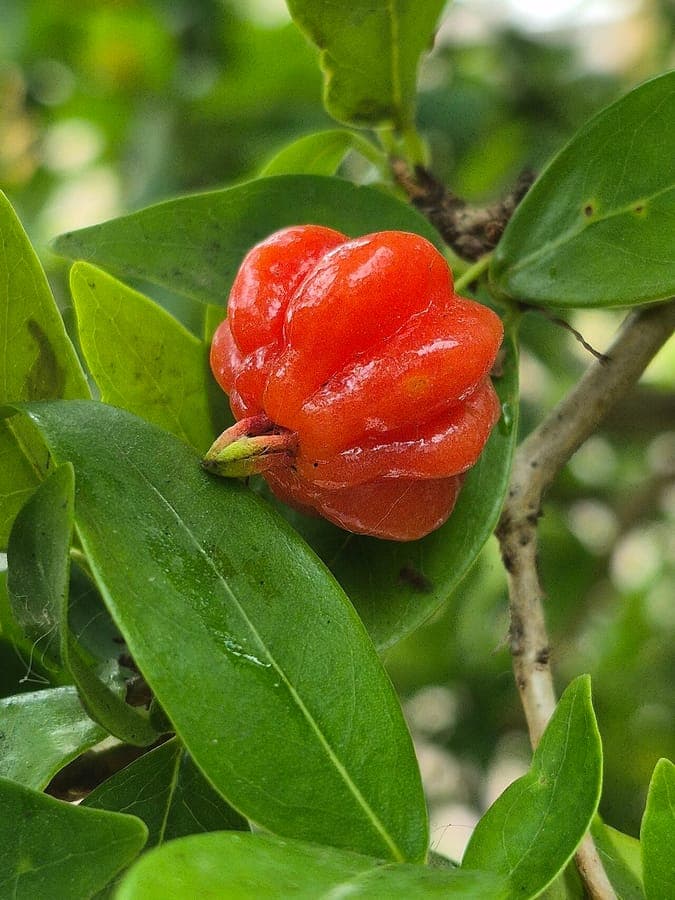 Eugenia uniflora with glossy green leaves and vibrant red berries