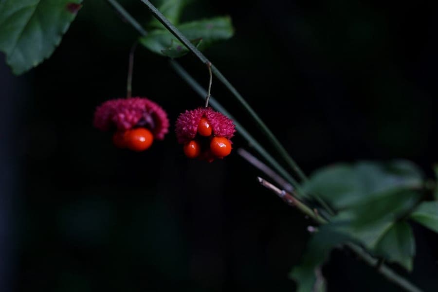 Plant in groei