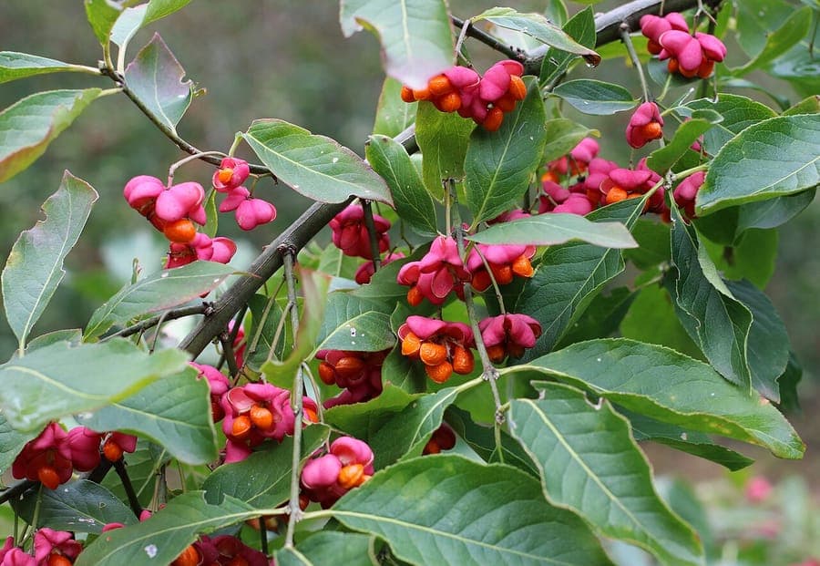 Spindle tree in autumn with pink fruit capsules splitting open to reveal bright orange seeds