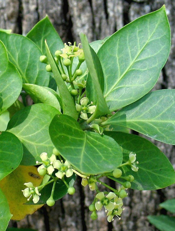 Euonymus fortunei climbing a brick wall with glossy green foliage
