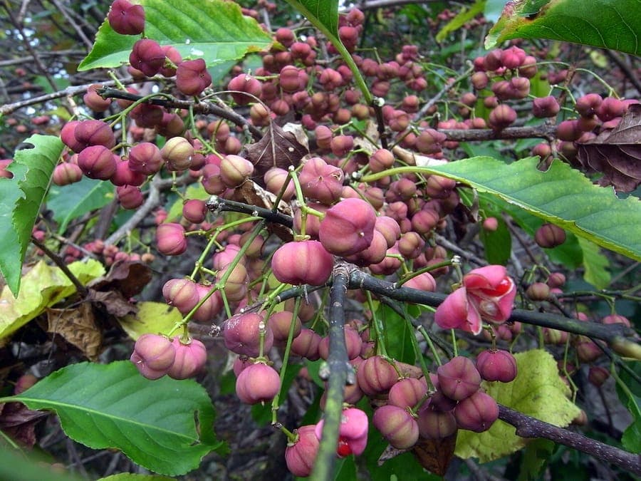 Euonymus hamiltonianus montrant les feuilles brillantes et les capsules de graines roses distinctives